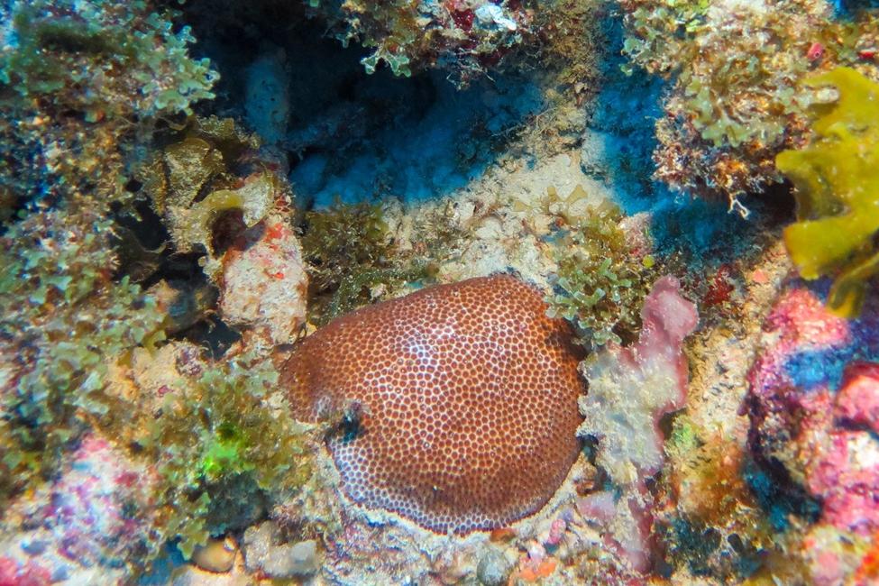 Deeper Corals May Help Shallow Reefs Recover in the Florida Keys